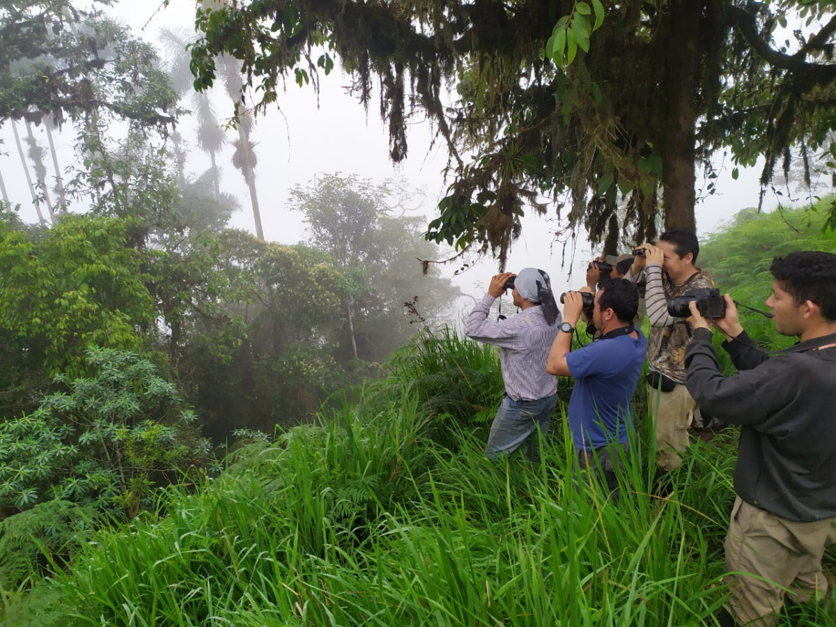 Posible especie de magnolia identificada sorpresivamente en Buenaventura